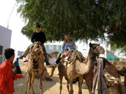 Camel safari in India